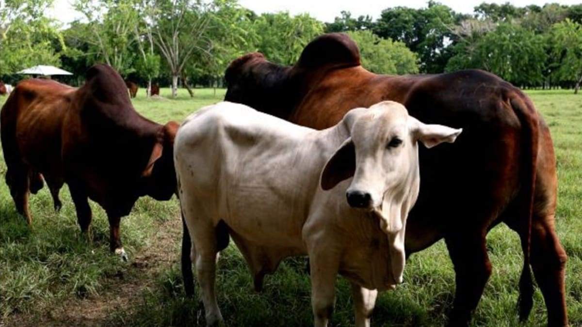 Antigua y Barbuda autoriza ingreso de carne bovina, porcina y aviar colombiana