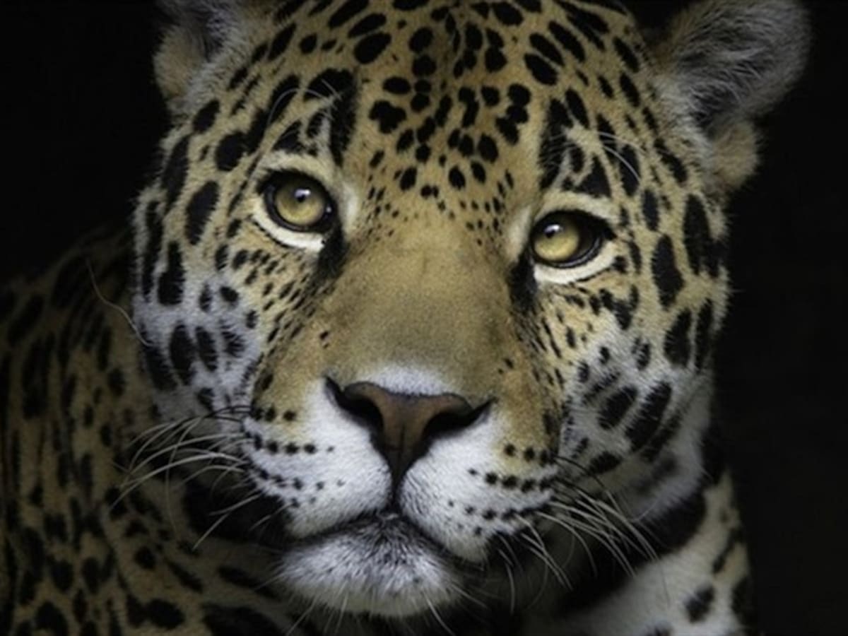 Actualizarán el plan de conservación de felinos en Colombia 20 años después de su creación