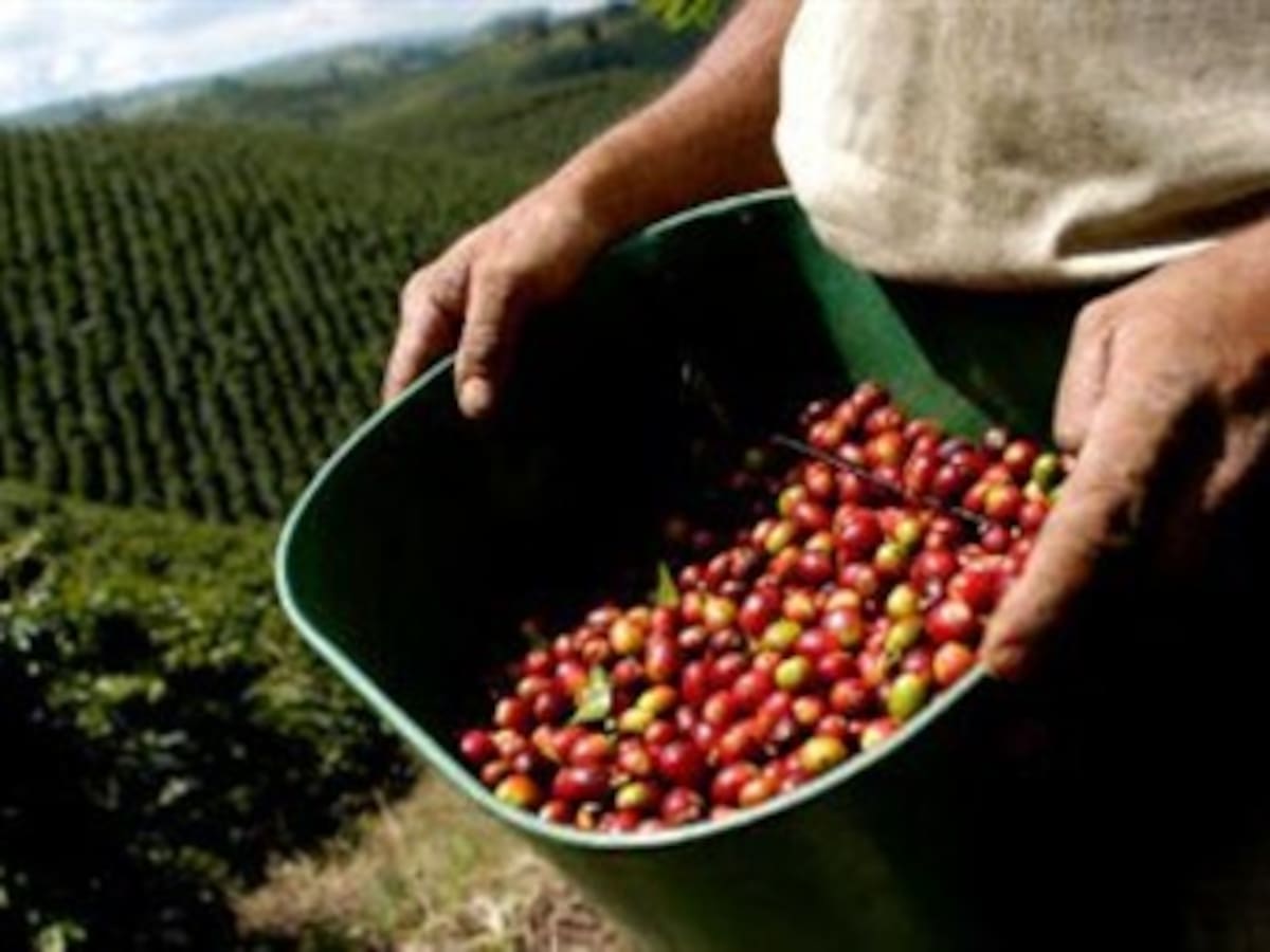 Producción de café en noviembre bajó 9%