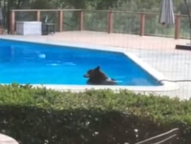 [En video] Travieso oso entró a una casa en EE.UU para bañarse en la piscina