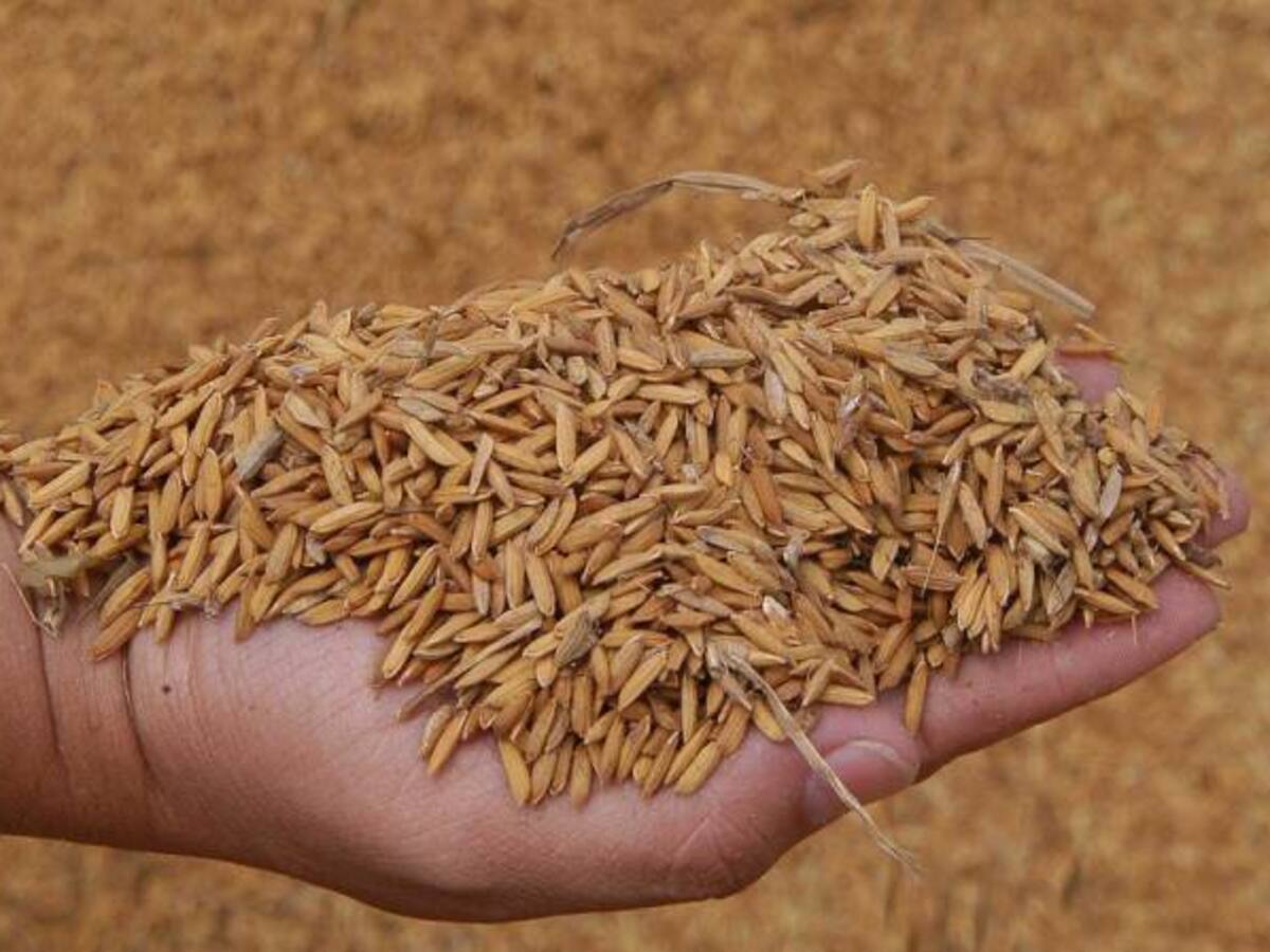 Fenómeno de El Niño afecta siembra de arroz en Tolima y Huila