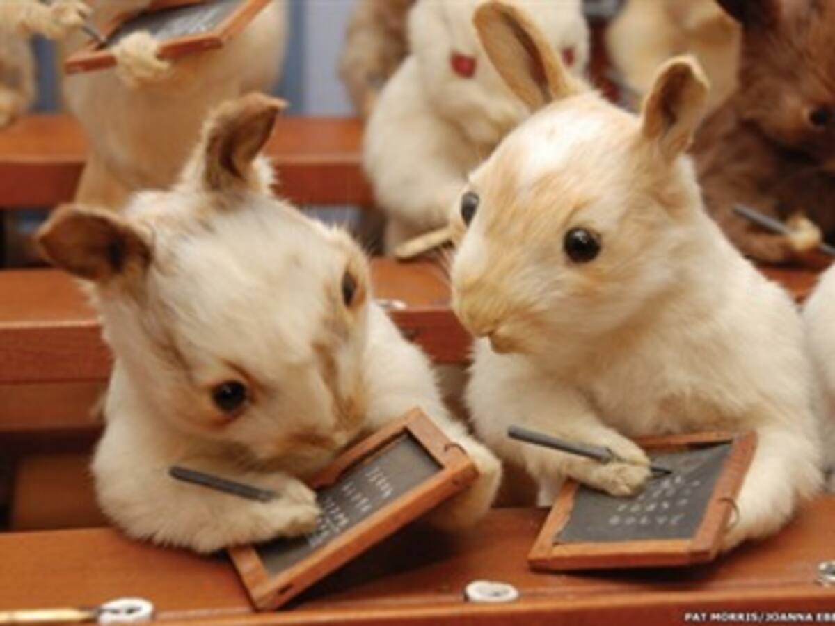 La taxidermia y su curioso mundo