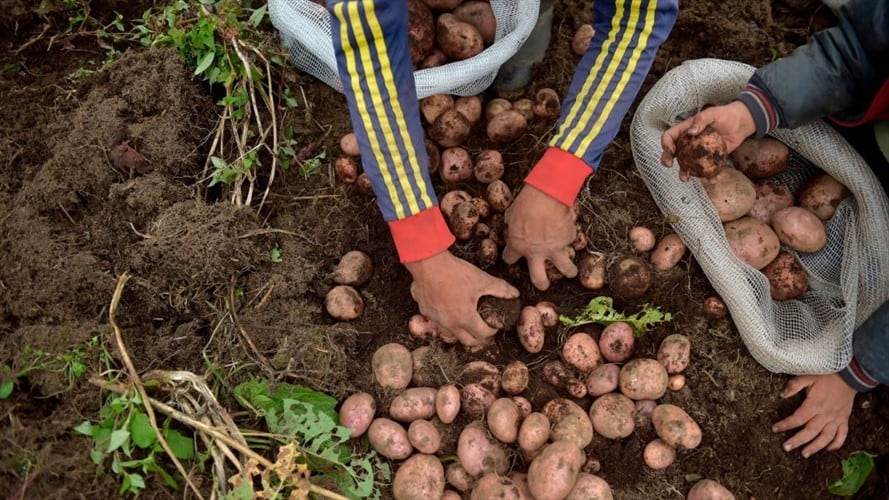 Finagro tomó la decisión de cerrar el acceso de los grandes productores a todos los segmentos de las líneas especiales de crédito a partir del 27 de abril. Foto: Getty Images