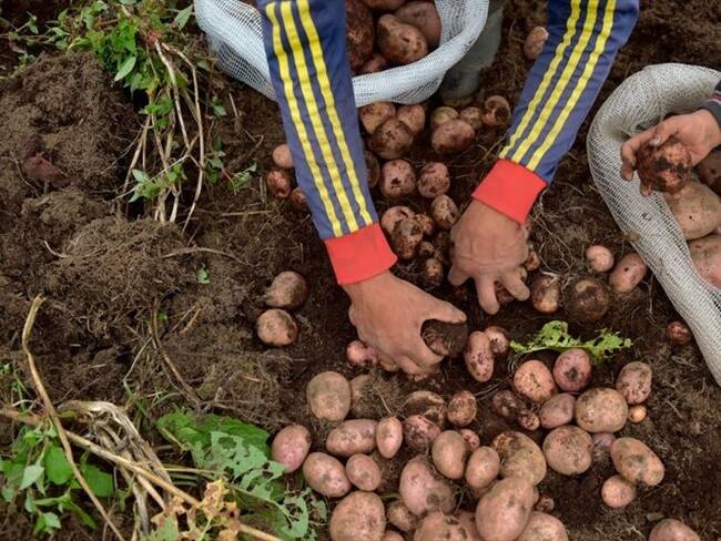 Finagro tomó la decisión de cerrar el acceso de los grandes productores a todos los segmentos de las líneas especiales de crédito a partir del 27 de abril. Foto: Getty Images