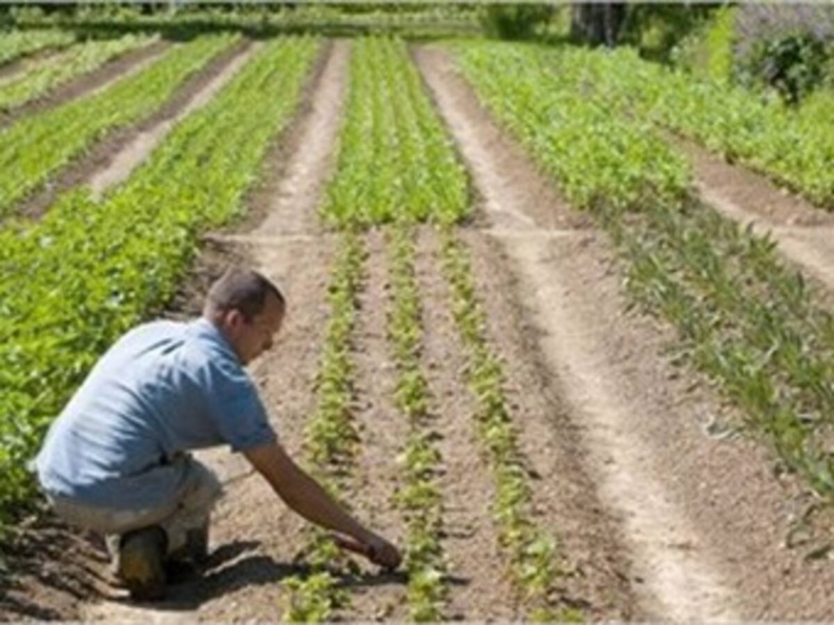 FAO destaca que potencial de la agricultura para combatir el cambio climático