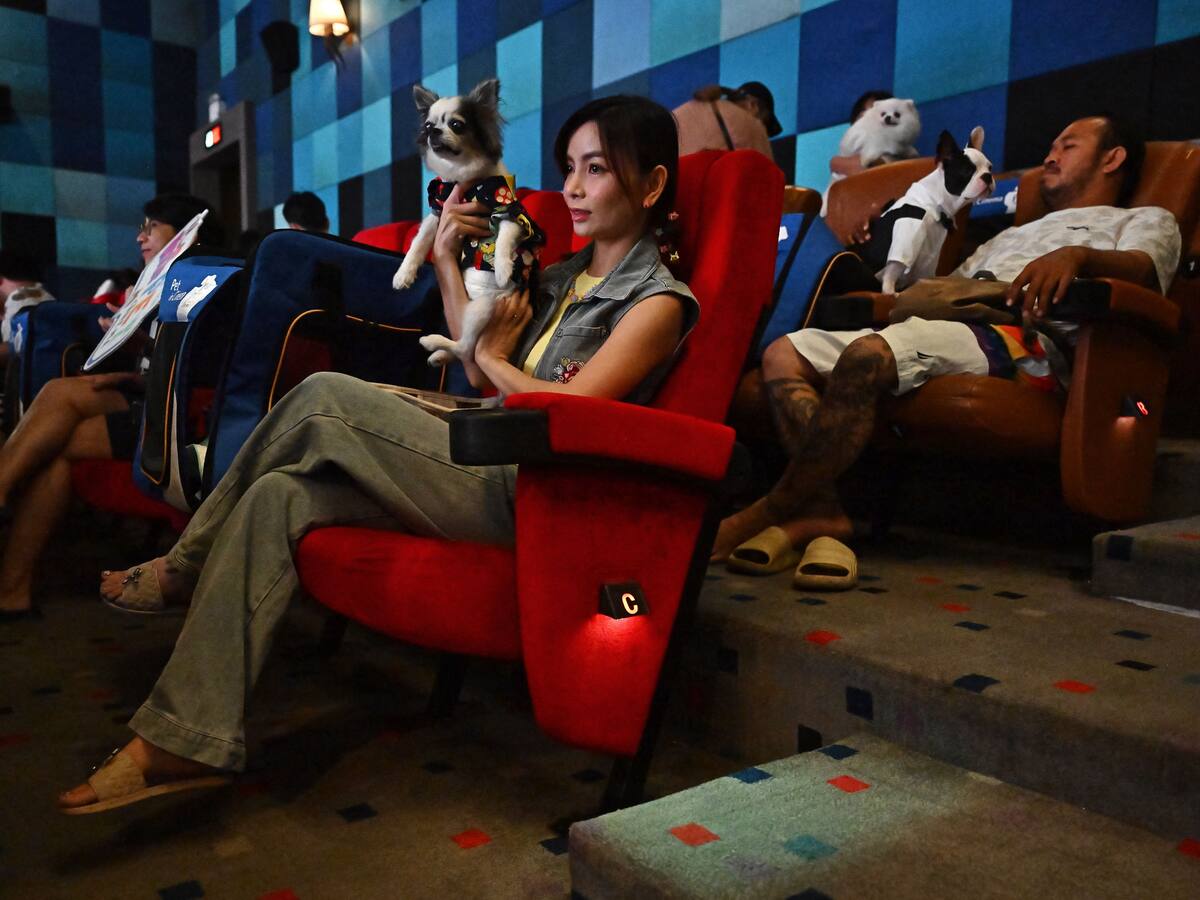¿Iría con su mascota? Abren salas de cine pet friendly