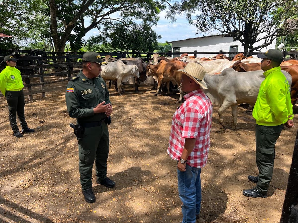 Recuperan 35 reses robadas avaluadas en más de $100 millones