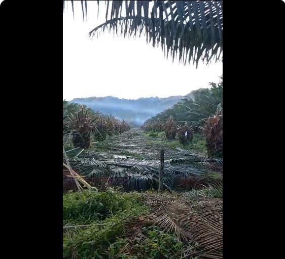 Cultivos de Palma en Turbo- foto @jebedoya