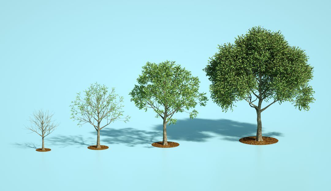 29 de abril: Día del árbol en Colombia