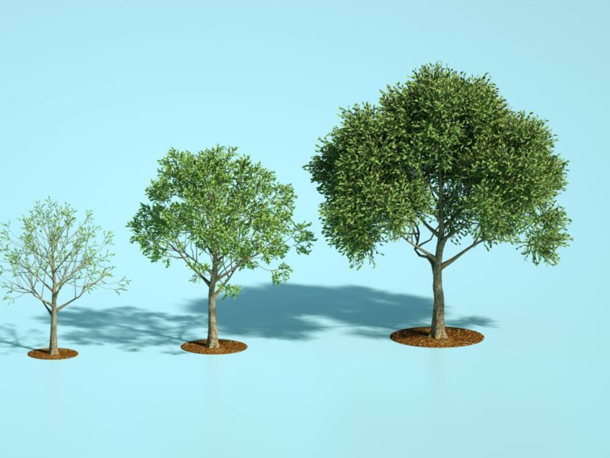 El 29 de abril es el Día del árbol: ¿Por qué se celebra?