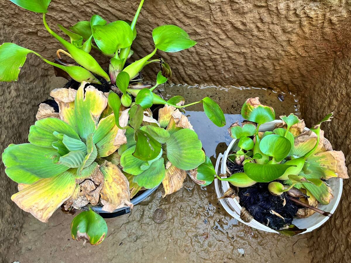 Multan a familia en Cabecera por tener criadero de zancudos