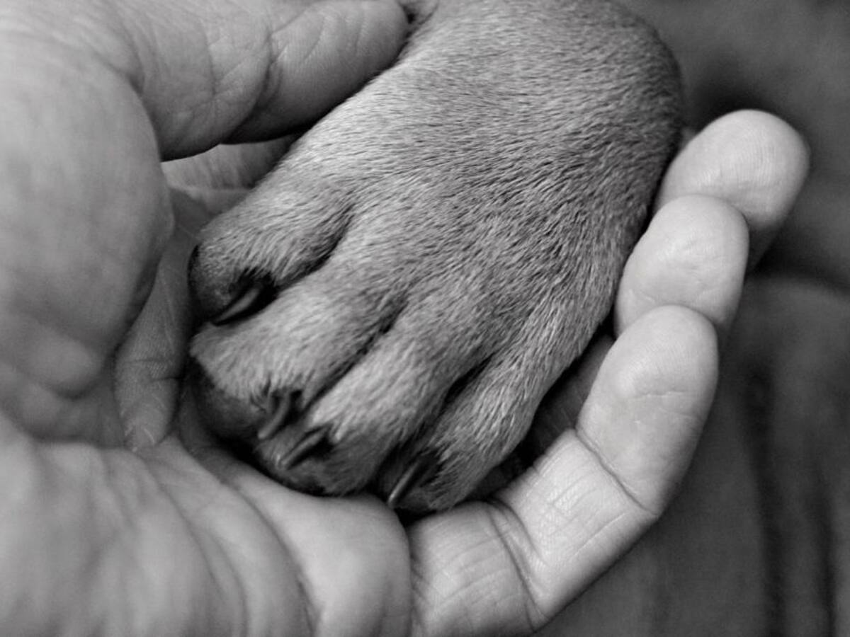 Consternación en Mocoa por envenenamiento masivo de caninos