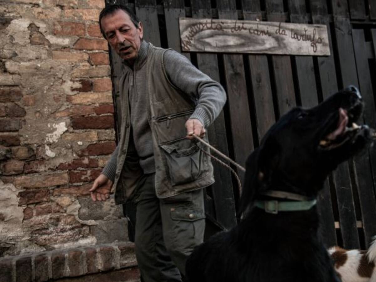 ¡Insólito! ciudad prohíbe pasear perros en espacios públicos