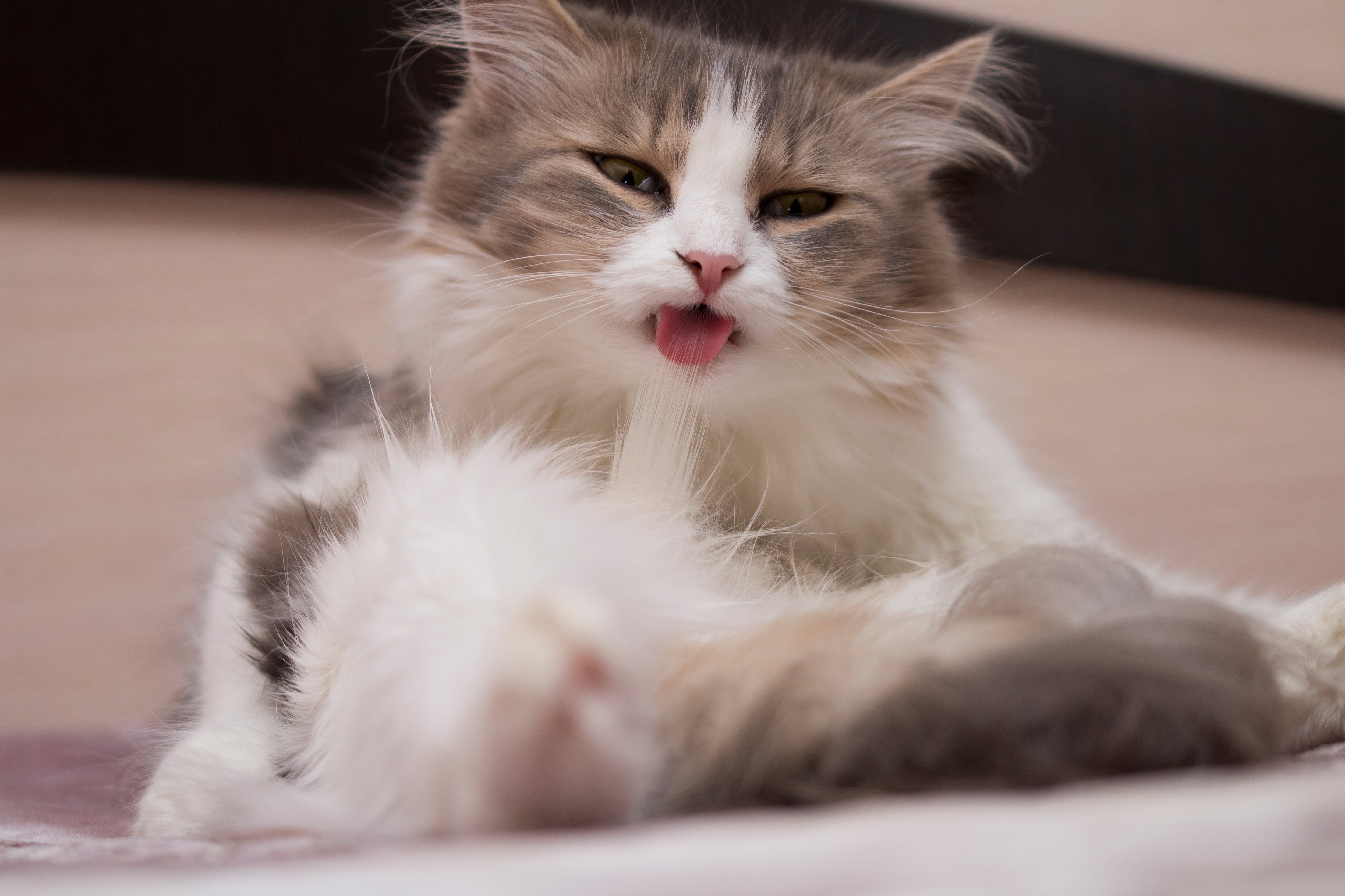 Gato gris sacando la lengua (Getty Images)
