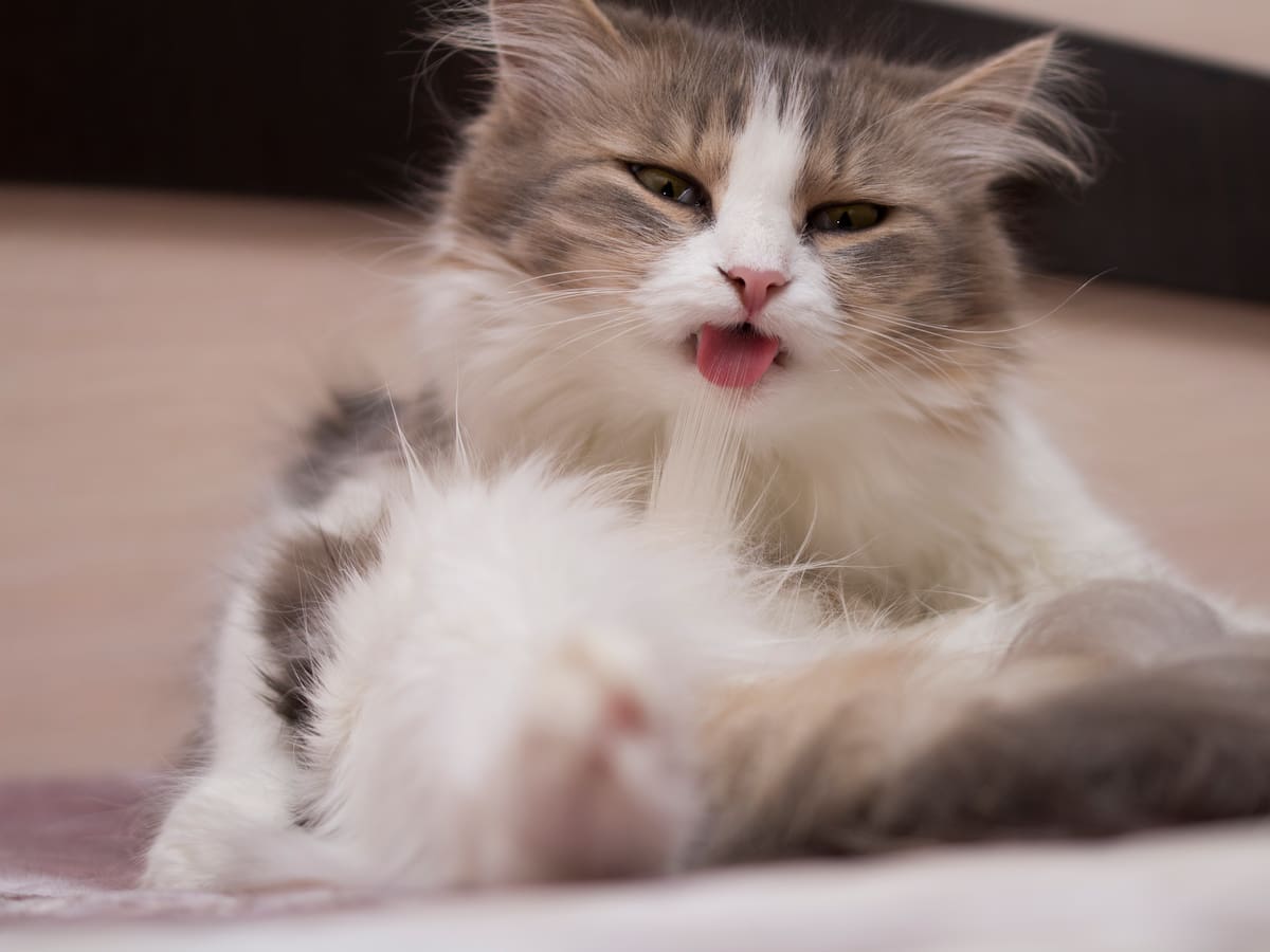 ¿Saca la lengua y respira rápido? Esto le podría estar pasando a su gato: Expertos explica