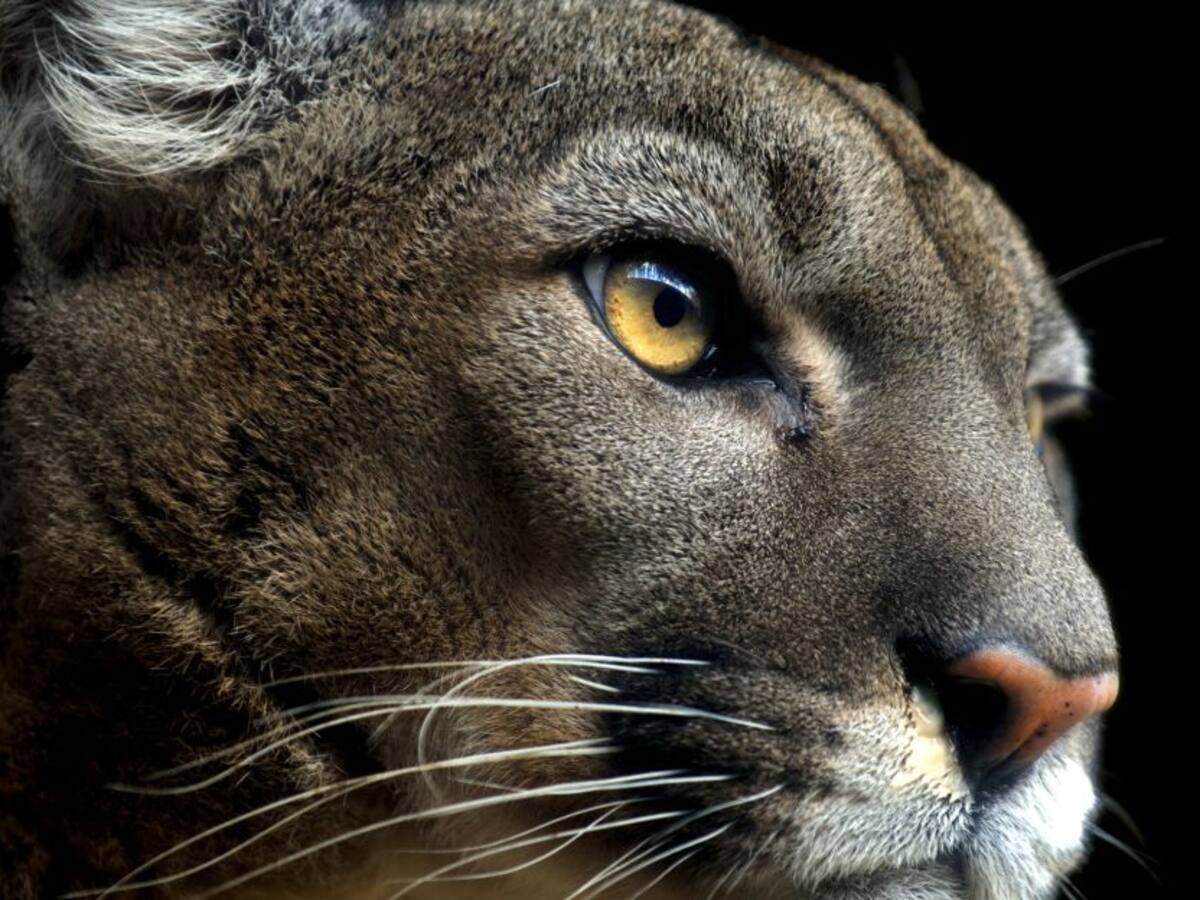 Conexión Puma llegó a Chile