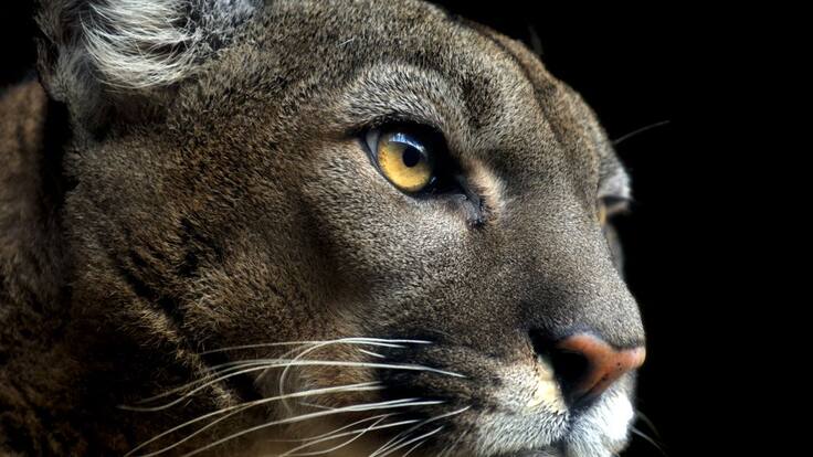 Conexión Puma llegó a Chile