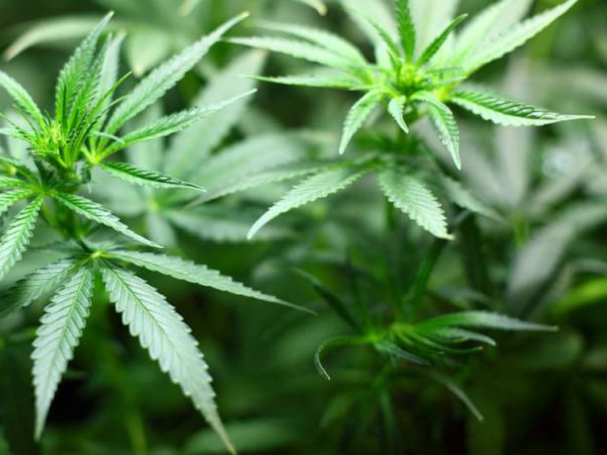 Marihuana medicinal se producirá en Boyacá con apoyo de canadienses