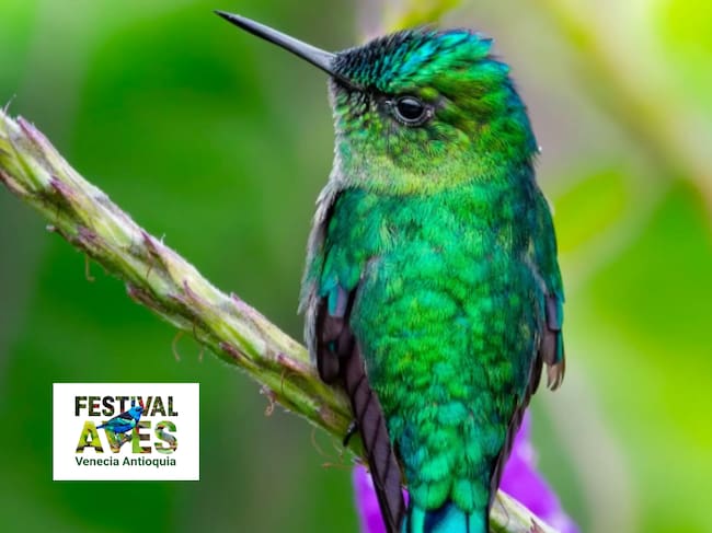 Foto: Cometa Verdiazul. Sociedad Antioqueña de Ornitología (Nestor Monsalve).