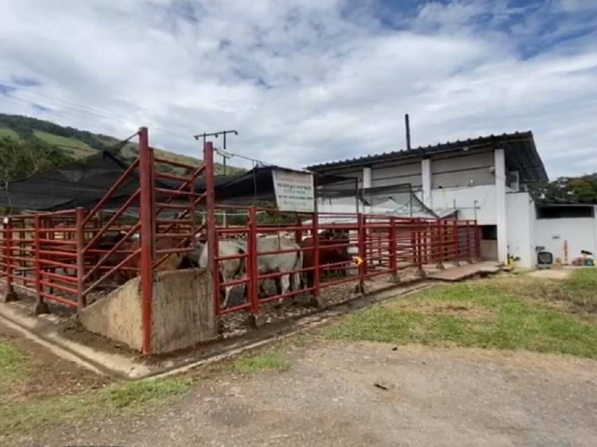 Planta de sacrificio de reses de Oiba no será cerrada