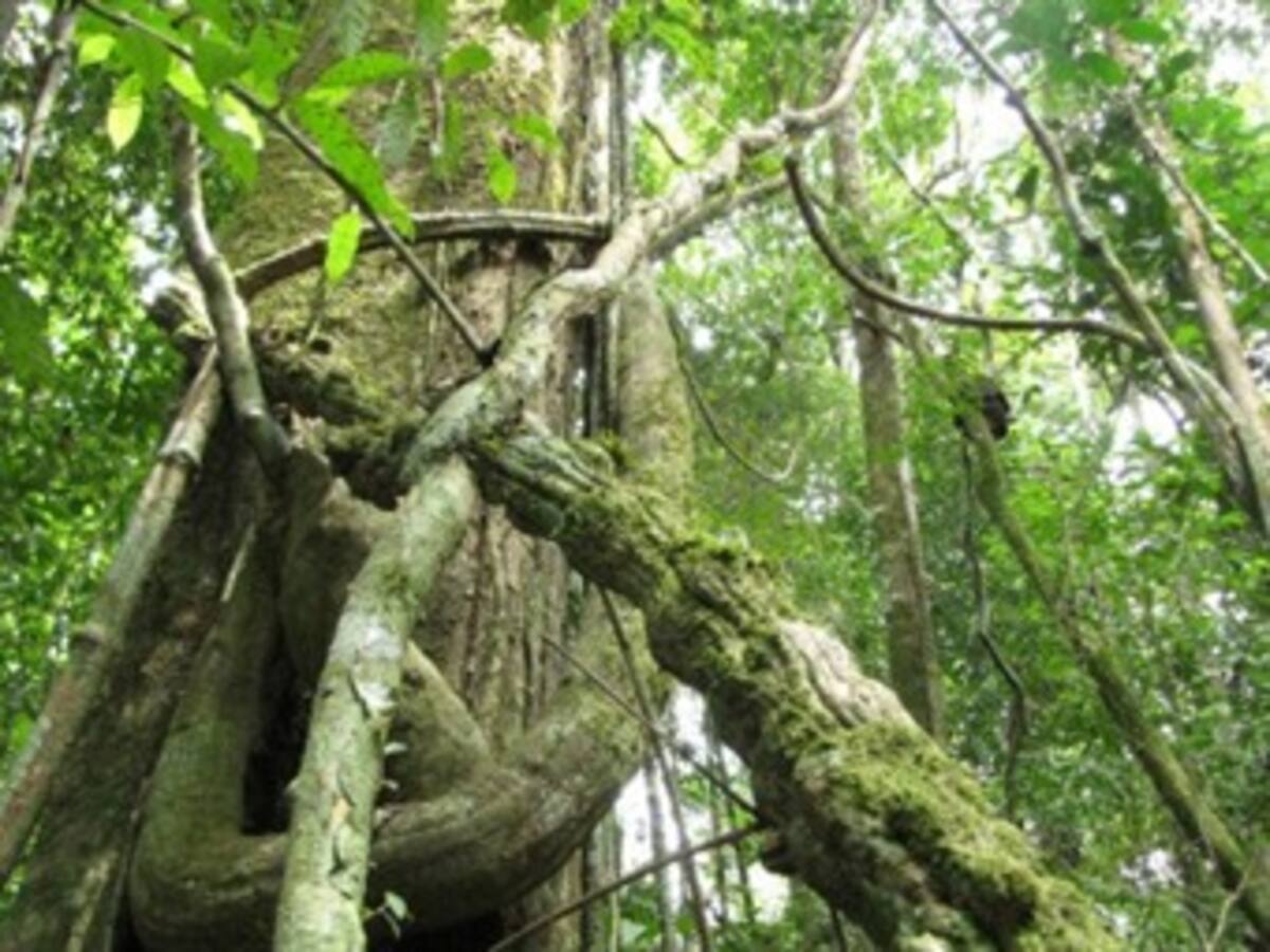 Ecuador extraería petróleo en reserva del Amazonas