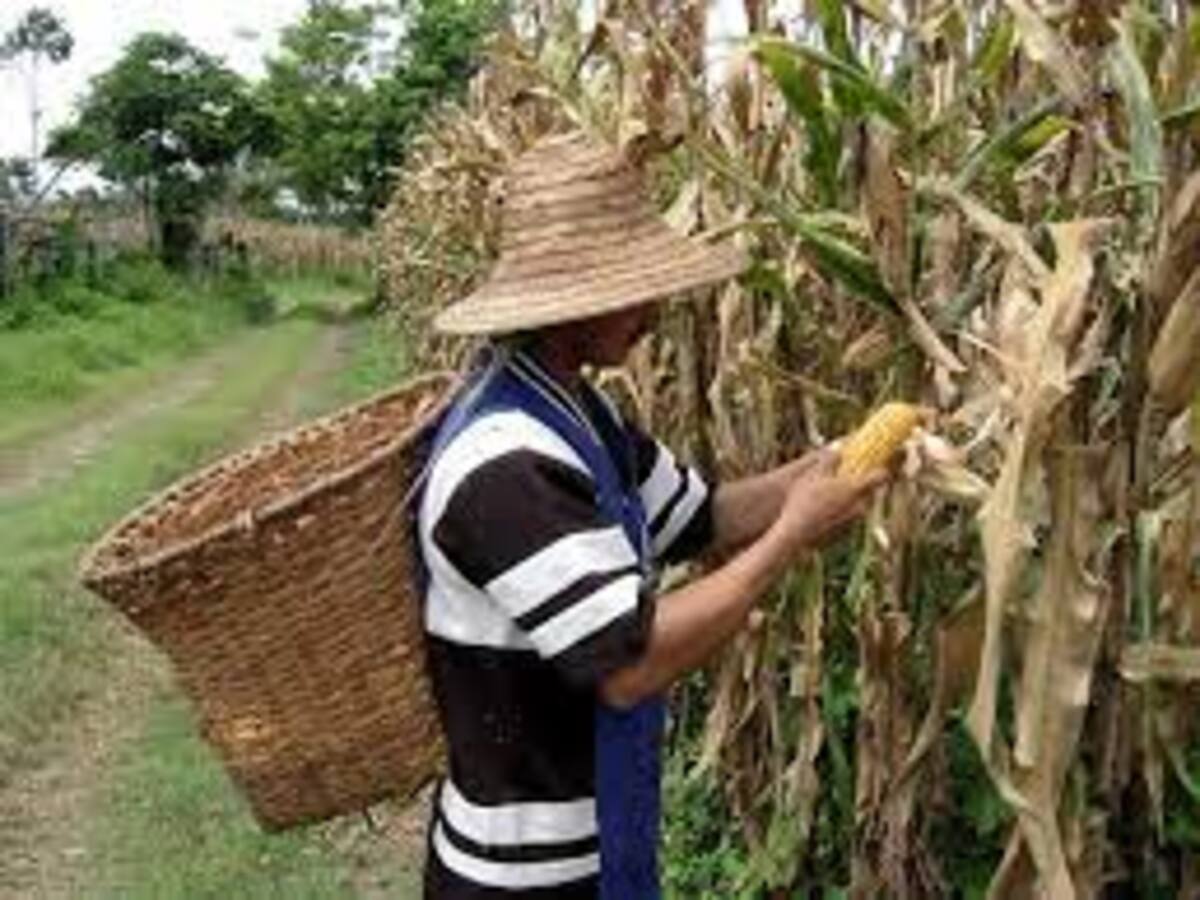 El invierno afecta diferentes sectores productivos del Tolima