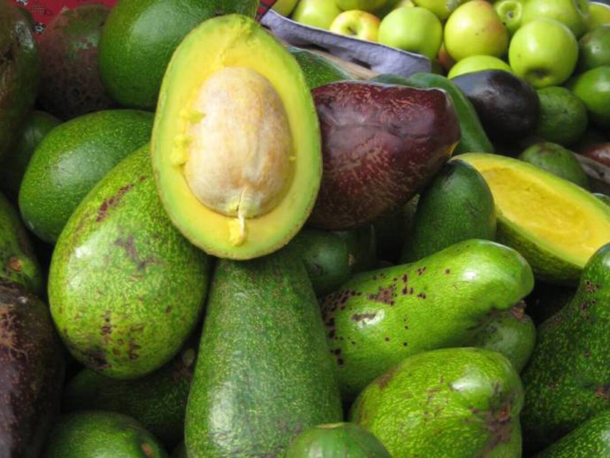 Continúa recuperación de cultivos de aguacate en Los Montes de María
