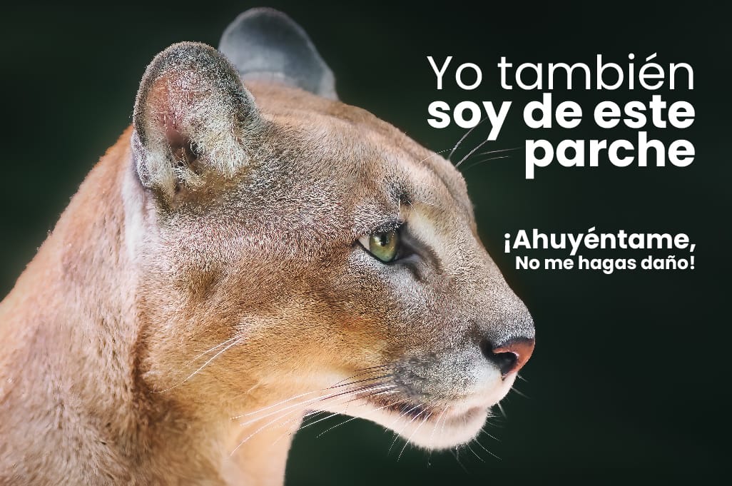 Pumas en Villamaría, Caldas.  Autoridades piden ahuyentarlos y no hacerles daño.