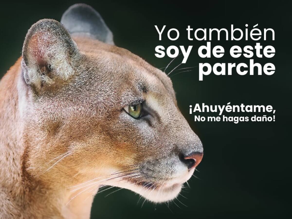 Pumas han aparecido en zona rural de Villamaría en Caldas