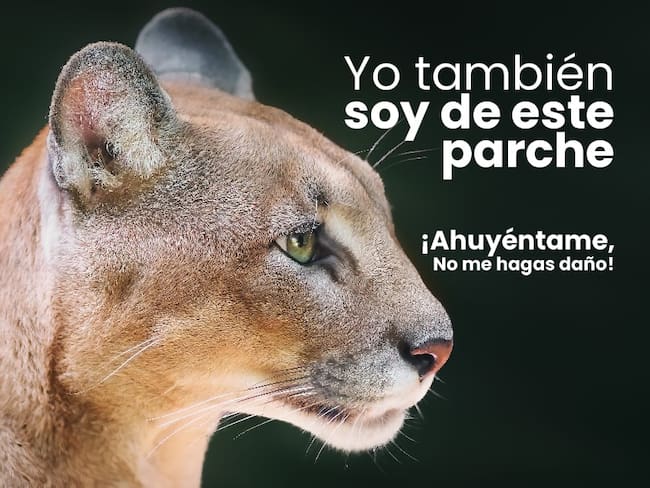 Pumas en Villamaría, Caldas.  Autoridades piden ahuyentarlos y no hacerles daño.
