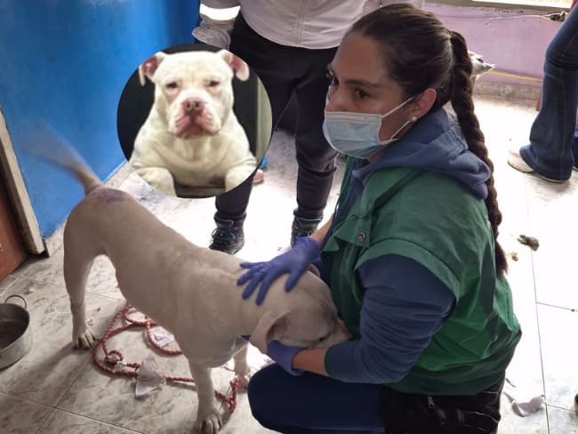 Protección Animal rescata a perro pitbull brutalmente maltratado en el sur de Bogotá