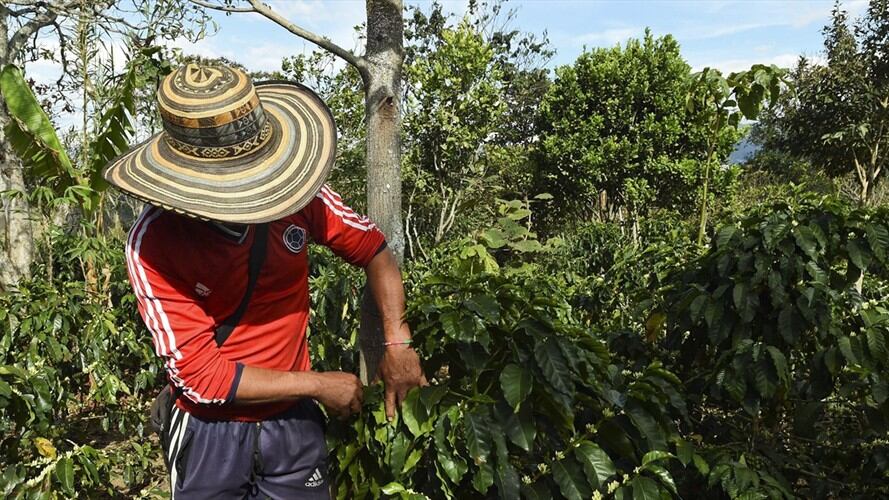 Comunidades de Cauca y ONG manifestaron su preocupación por riesgos en el proceso de sustitución de cultivos. Foto: Getty Images