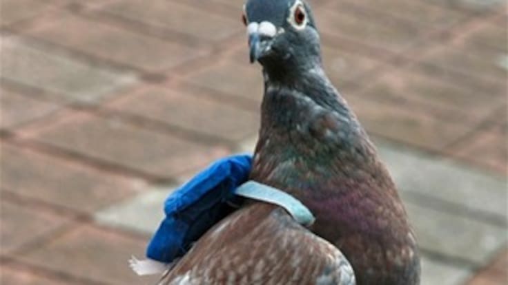 'Cae' paloma mensajera que intentó ingresar un celular a la cárcel de Cómbita en Boyacá