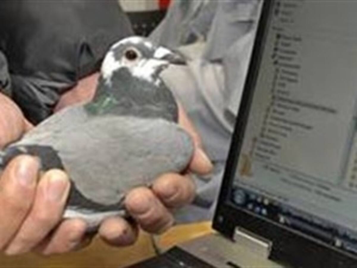 Una paloma compitió en Sudáfrica contra la velocidad de internet