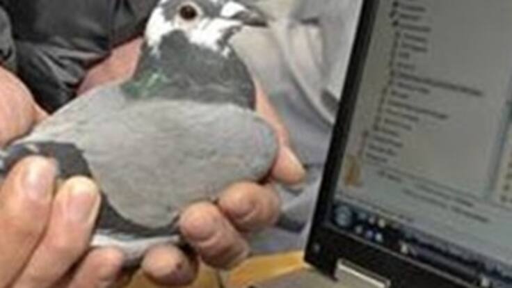 Una paloma compitió en Sudáfrica contra la velocidad de internet