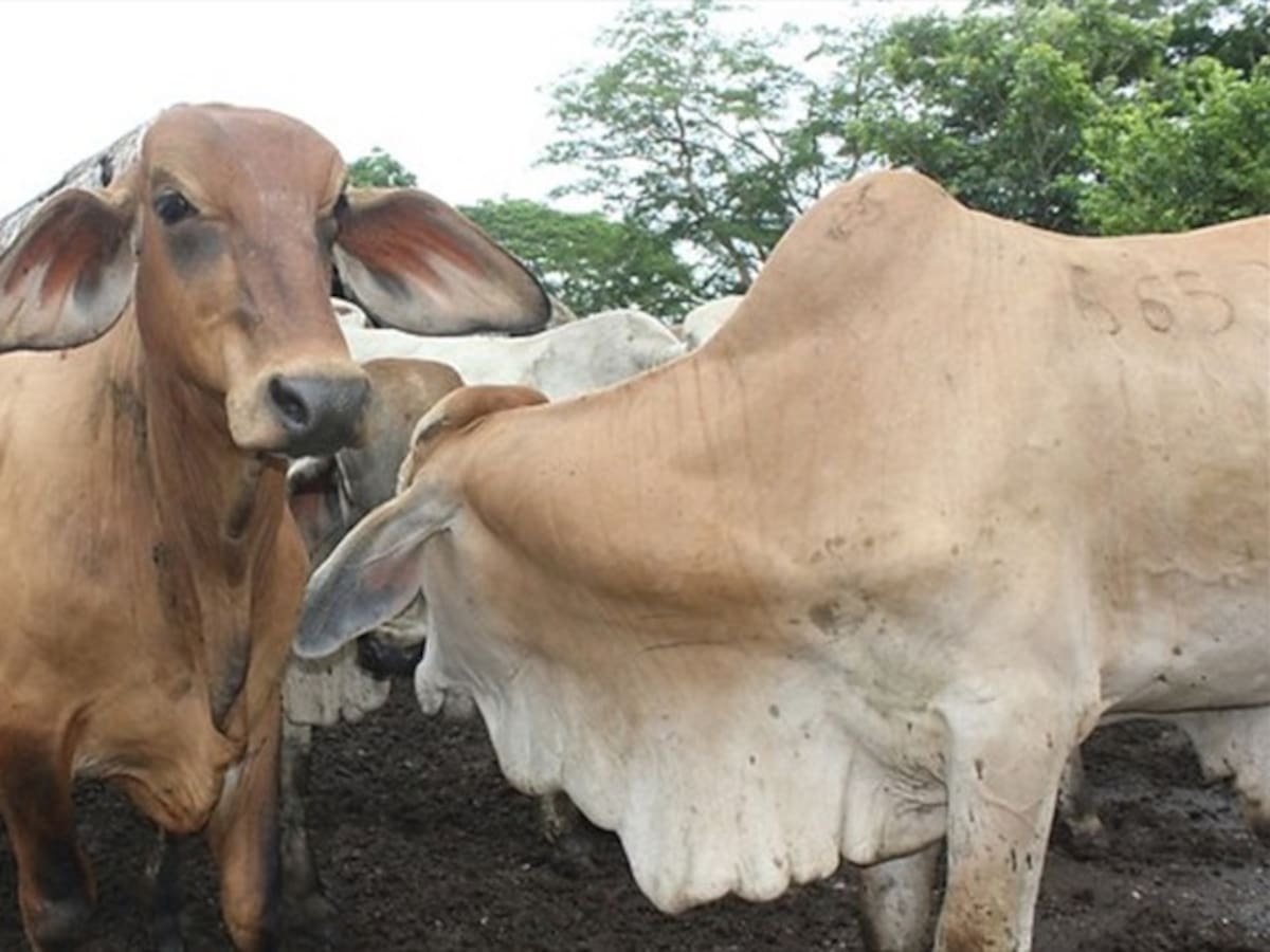 Fiebre aftosa no afectó las exportaciones de carne bovina en el país durante el 2017