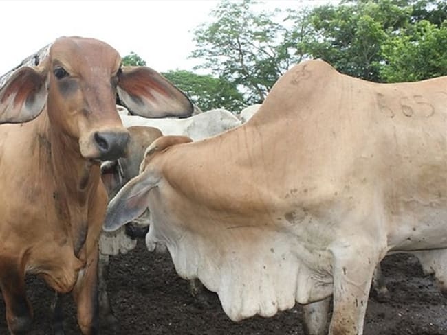 En 2024, el hato bovino colombiano alcanzó los 29,5 millones de cabezas.