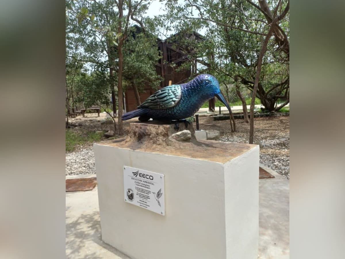 Parque Isla Salamanca inaugura su primera escultura, dedicada al colibrí manglero