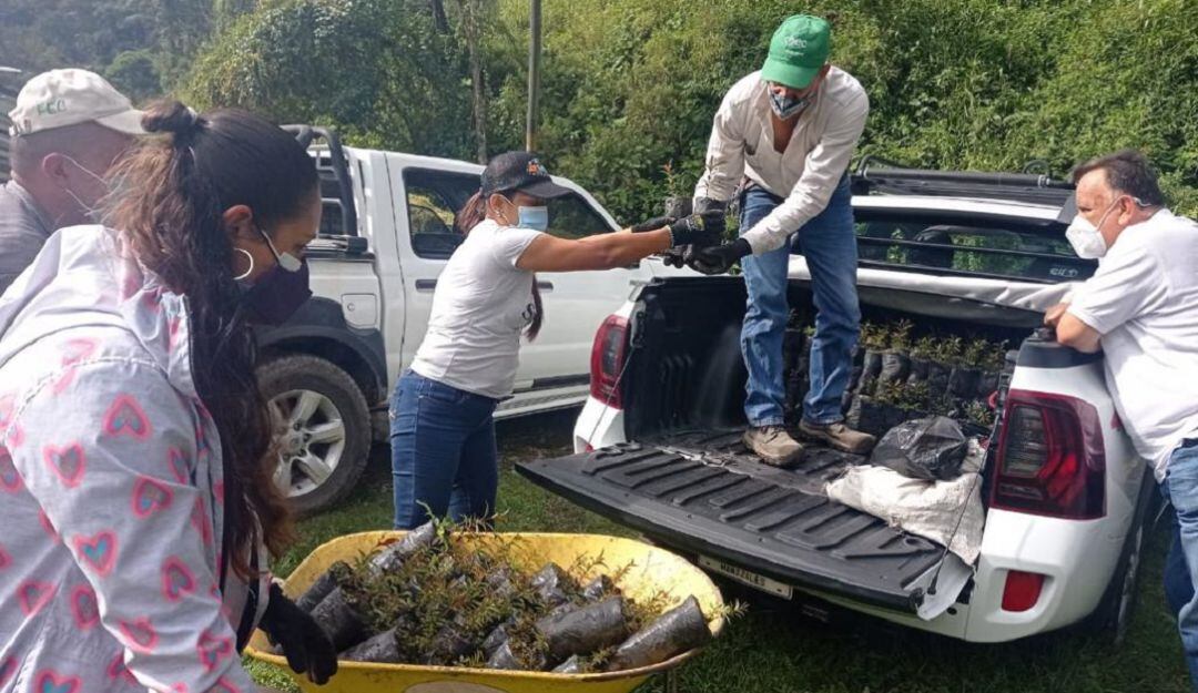 Siembre de árboles para recuperación de fuentes hídricas