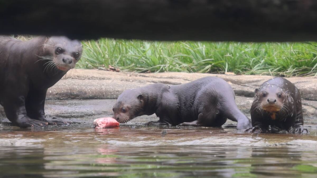 Dos nutrias bebés hacen parte de la familia del Zoológico de Cali