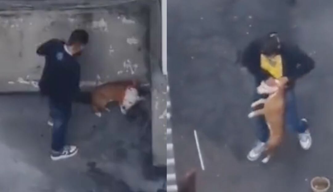 Maltrato animal en Bogotá