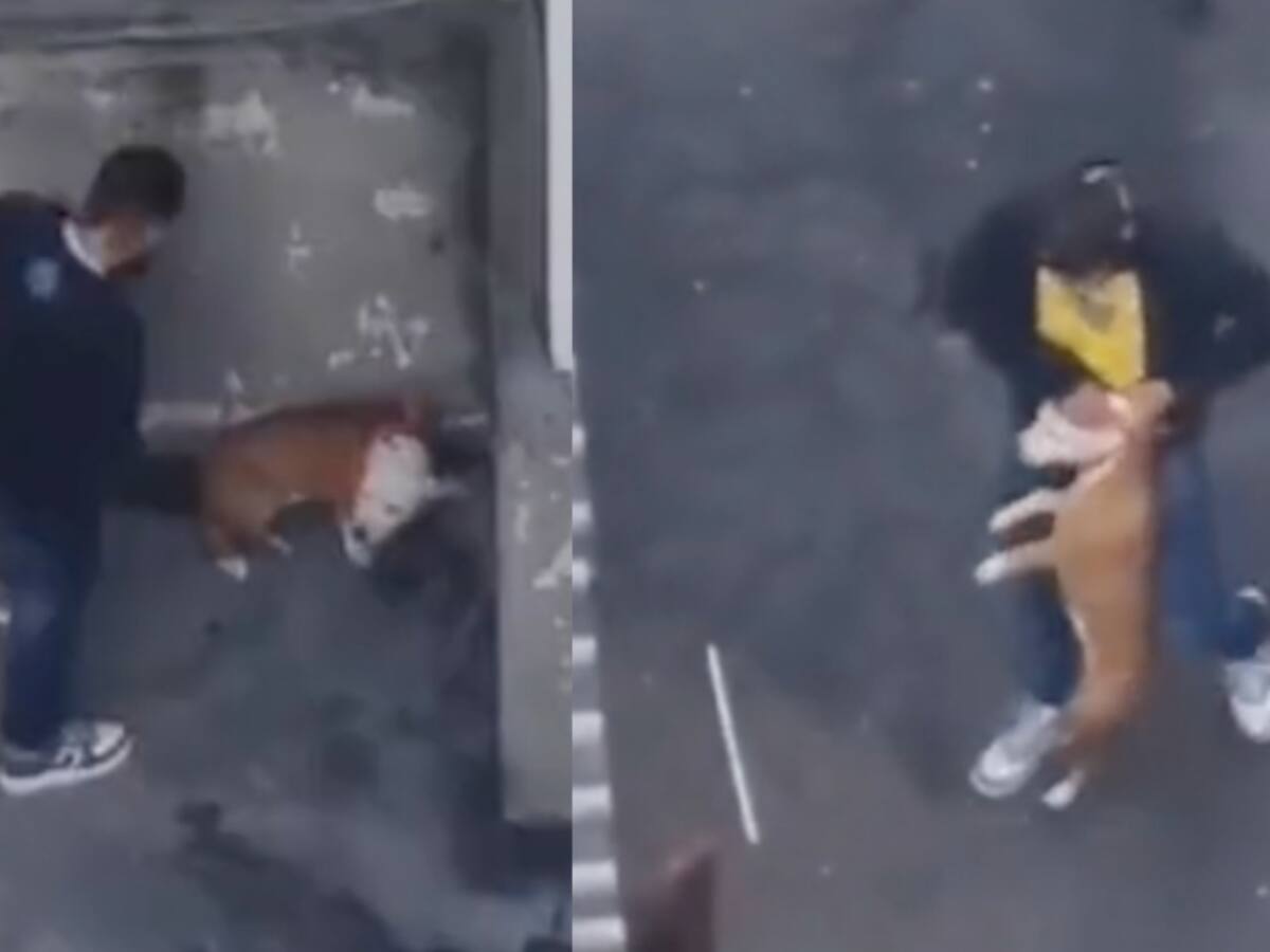 Ya rescataron a perrita que era brutalmente golpeada en Bogotá