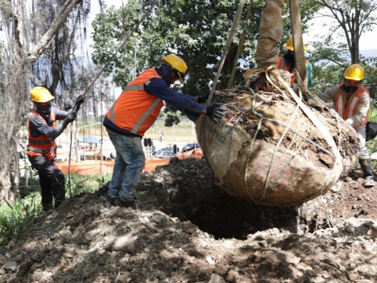 98 árboles serán trasplantados por obras de valorización en el Poblado
