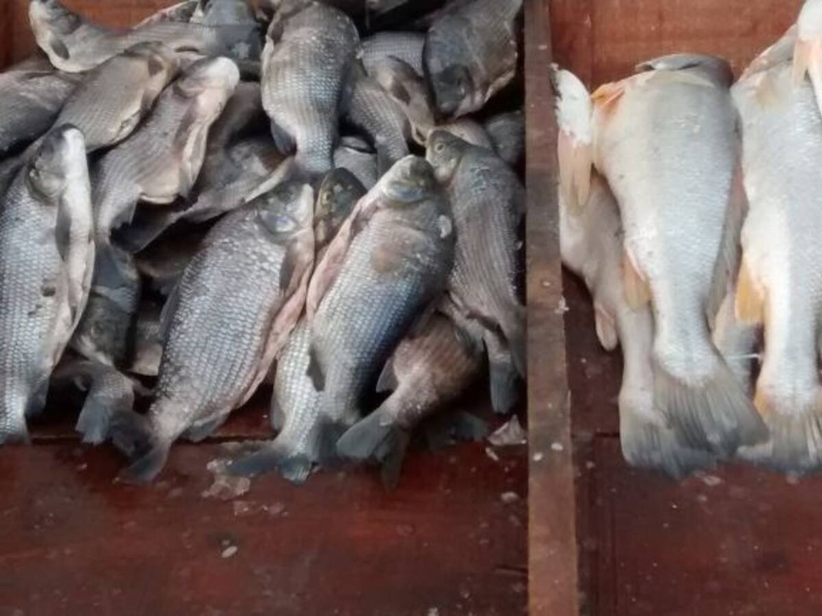 Abundancia de pescado en Barranquilla