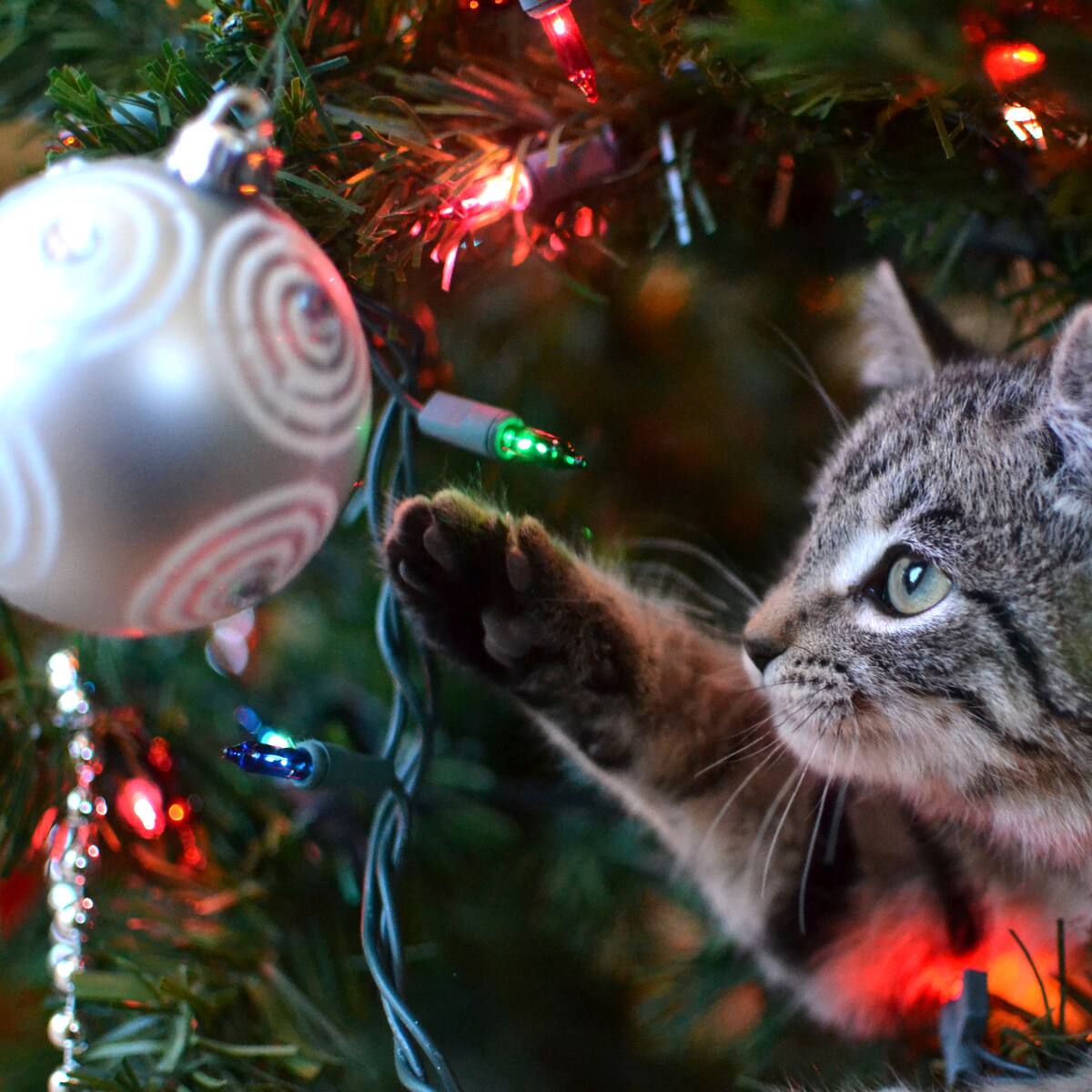 ¿Su gato se trepa al árbol de Navidad? 4 consejos para que no lo dañe