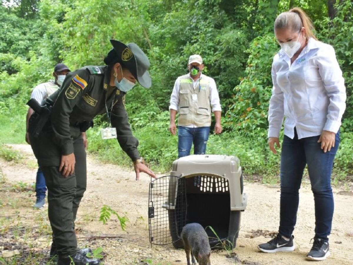 Realizarán jornada de entrega de animales en cautiverio en Cartagena