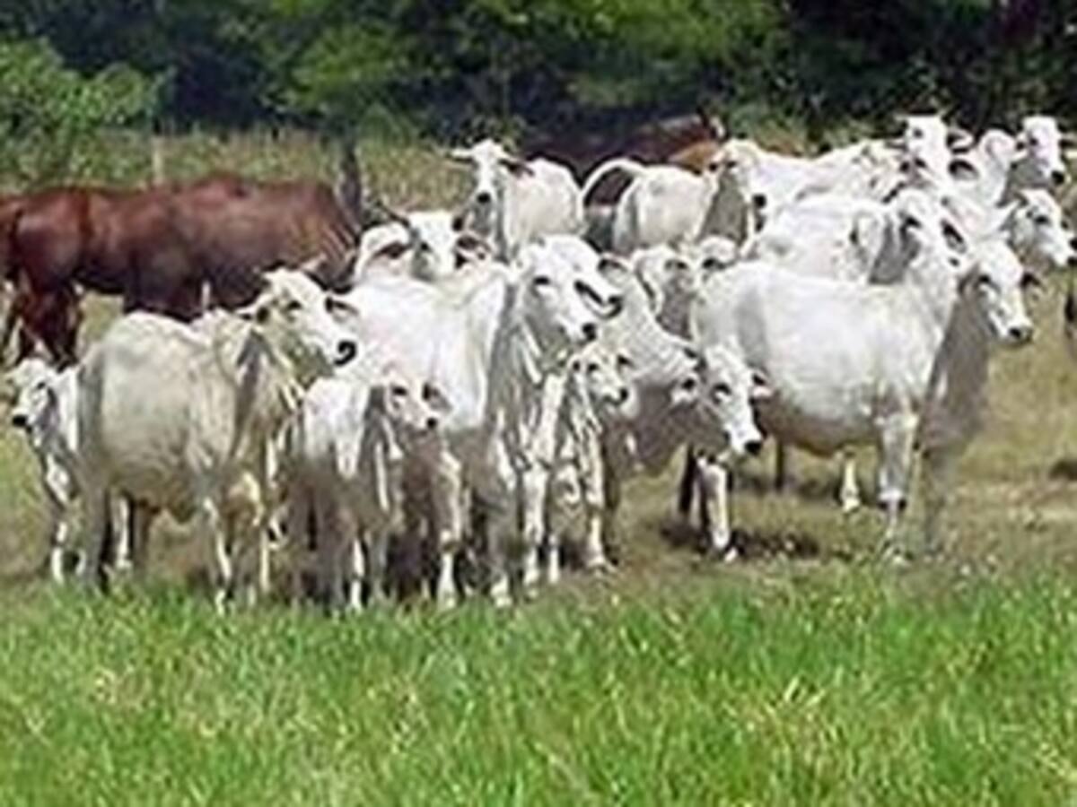 México pierde 450.000 cabezas de ganado por la sequía en 2011