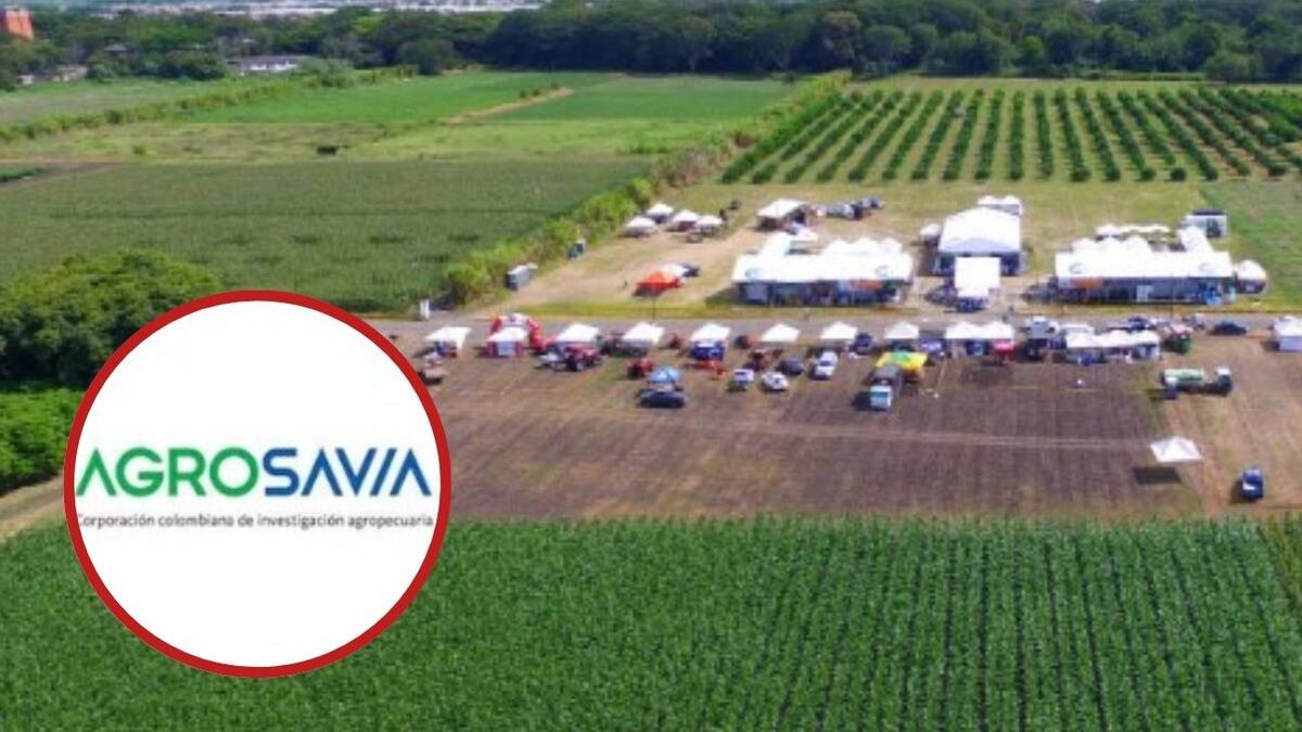 Juan Ricardo Zambrano, trabajador de Agrosavia en Santander.