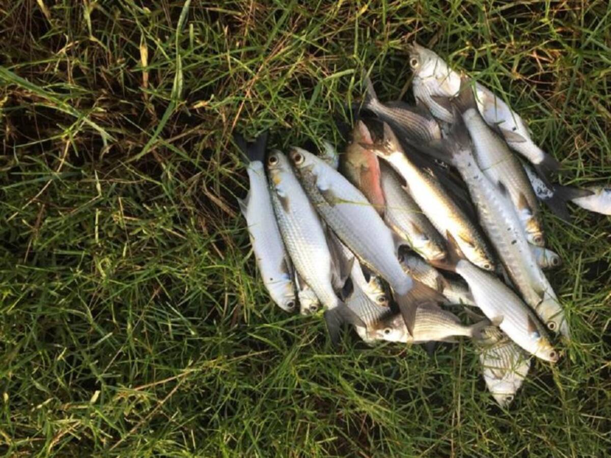 Nueva mortandad de peces en El Laguito de Cartagena