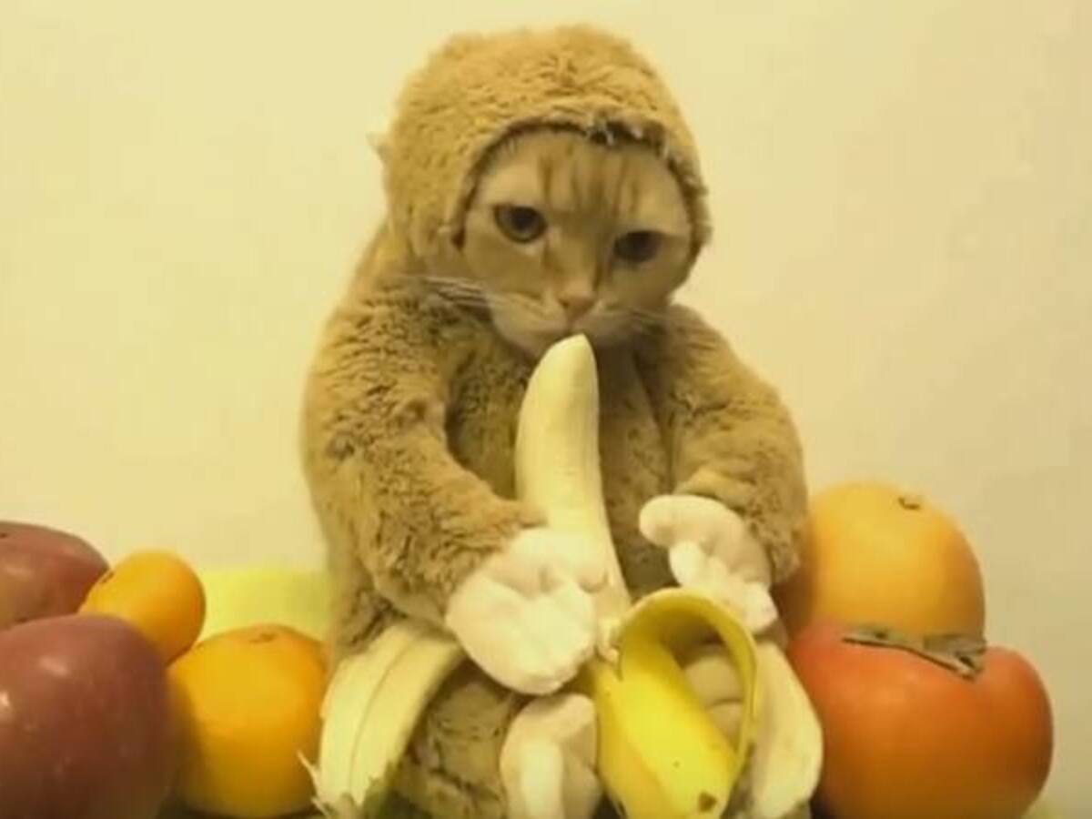 Gato disfrazado de mono causa polémica en redes sociales